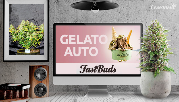 Гроурепорт сорта Gelato Auto fem от FastBuds
