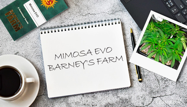 Гроурепорт сорта Mimosa Evo