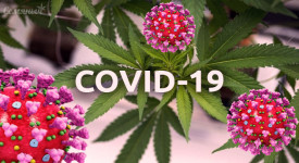 Как коронавирус повлияет на индустрию каннабиса