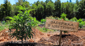 Задержка цветения марихуаны в аутдоре