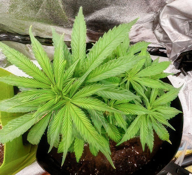 Куст Dark Phoenix на 5-6 неделе выращивания