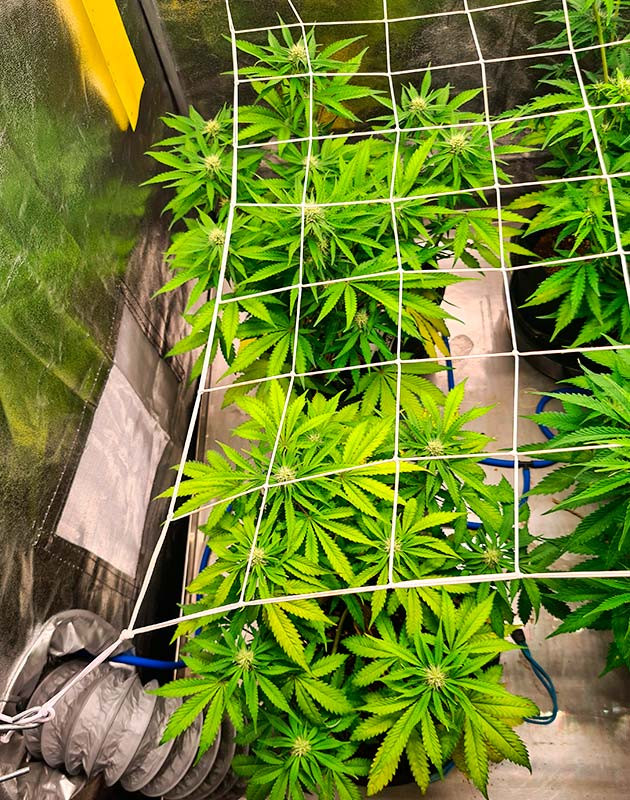 Сорт Cherry Cola Auto на предхарвесте