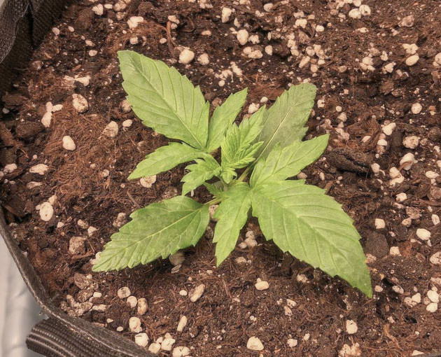 Полив и освещение Pink Rozay Auto