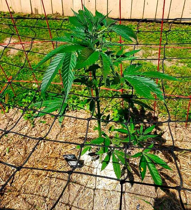 Полив марихуаны Конопля ростом 35 см