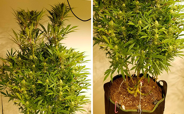 Amherst Sour Diesel каннабис