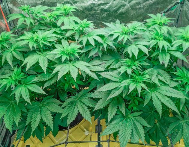 Конопля в начале цветения