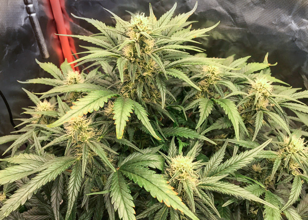 Расстояние от куста конопли до лампы