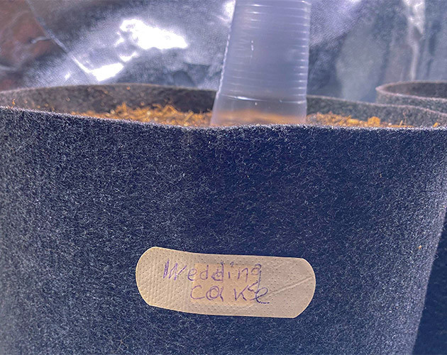 Подготовка семян Wedding Cake Auto к посадке