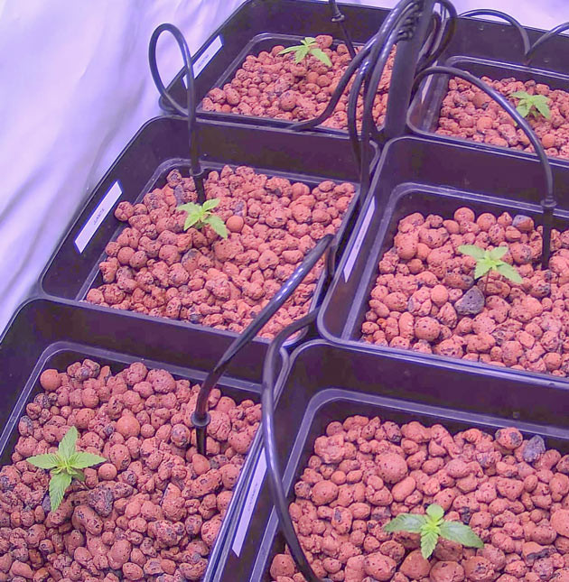 Проращивание Bruce Banner