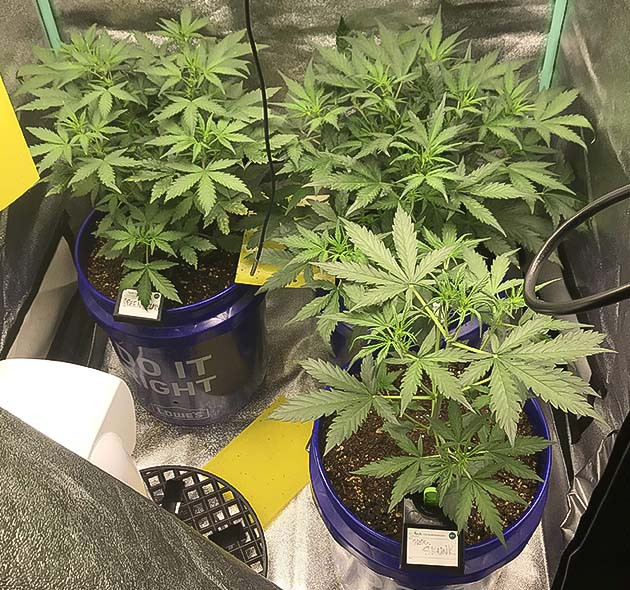 Итог выращивания