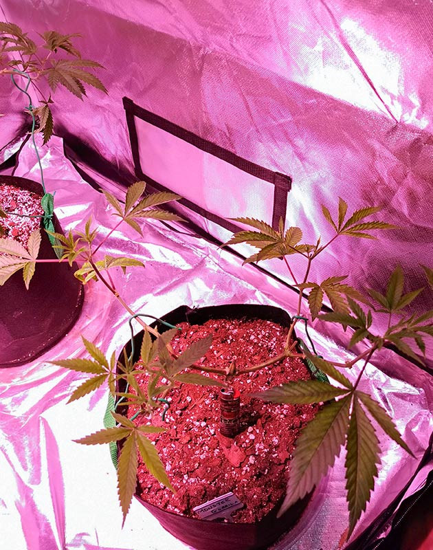 Куст Gorilla Glue на 7 неделе выращивания