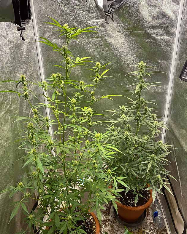 Стимуляция цветения куста Banana Purple Punch Auto