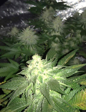 Шишка Gorilla Zkittlez