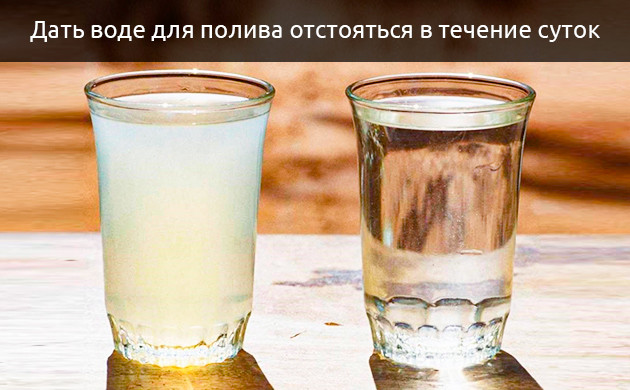 Сухие листья конопли от плохой воды