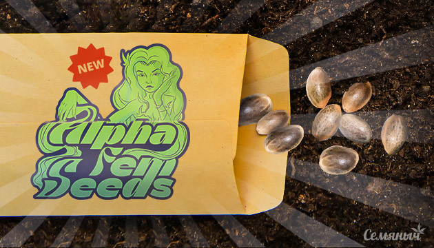 Новый бридер AlphaFem Seeds