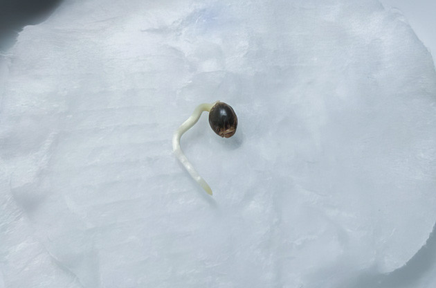 Высадка семян Zoap