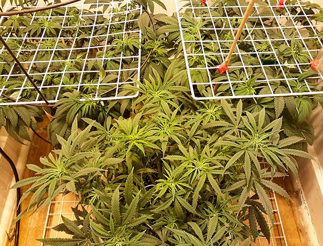 Куст Strawberry Amnesia ростом 38 см