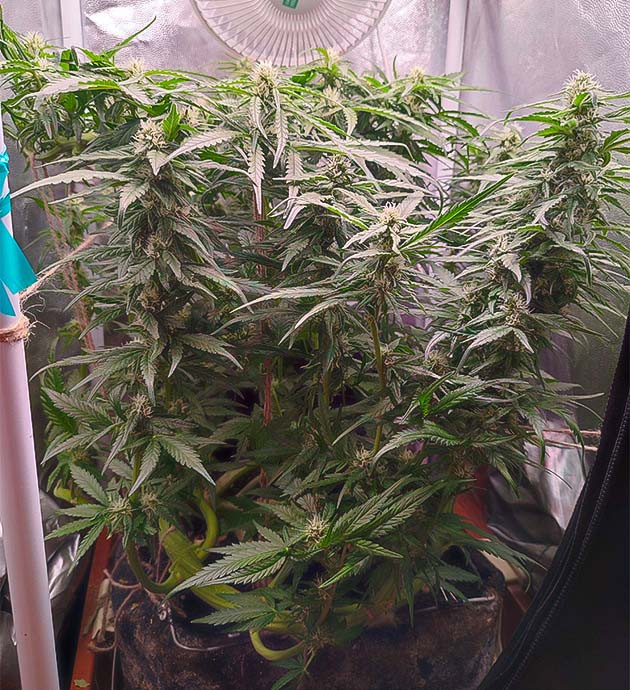 Gorilla Zkittlez: аромат и равномерное развитие кроны