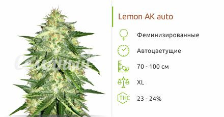 Lemon AK Auto от FastBuds