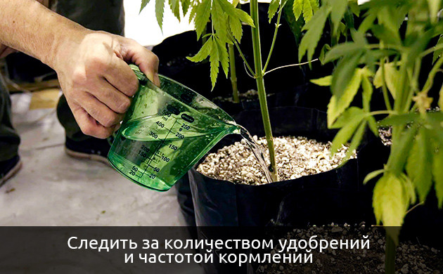 Отставание в развитии автоцветущего куста конопли