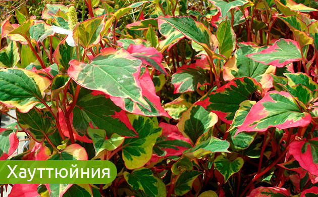 Хауттюйния: выбор начинающих садоводов