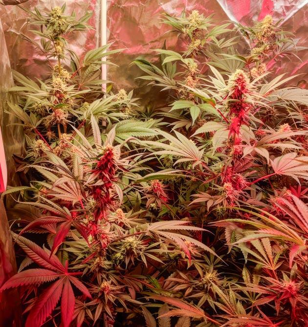 Куст Jealousy Kush fem от сидбанка Seedkeepers на 11 неделе 