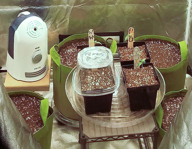 Пророст семян сорта Pineapple Chunk