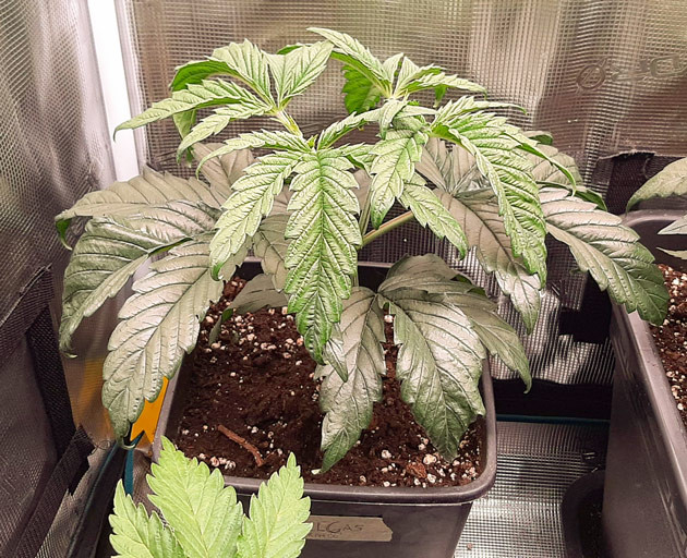 Питание и развитие Fullgas