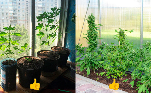 Способы выращивания каннабиса в мороз Выращивание на подоконнике и в теплице