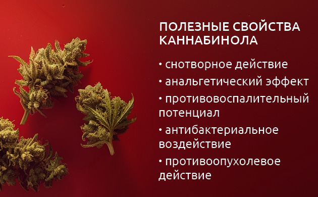 Каннабинол (КБН) в конопле