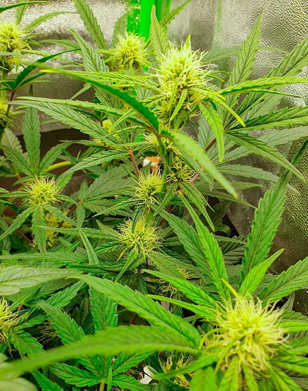 Стимуляция цветения куста Wedding Cake Auto