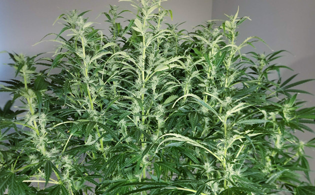 Развитие каннабиса Lemon AK auto fem на этапе цветения