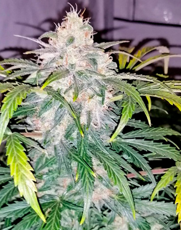 Куст на 10 неделе выращивания Куст Original Auto Skunk на 10 неделе выращивания