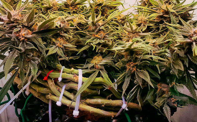 Куст конопли высотой с ладонь