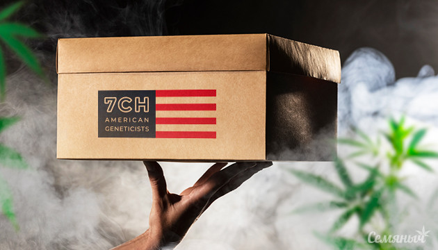 Новые сорта от 7CH American