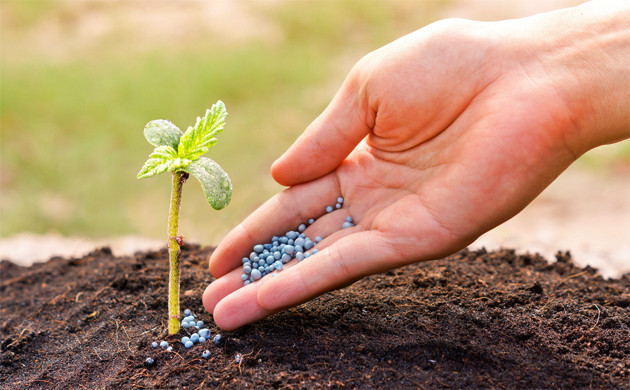 Минеральные удобрения для марихуаны