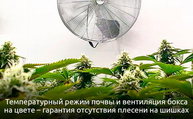 Цветение каннабиса