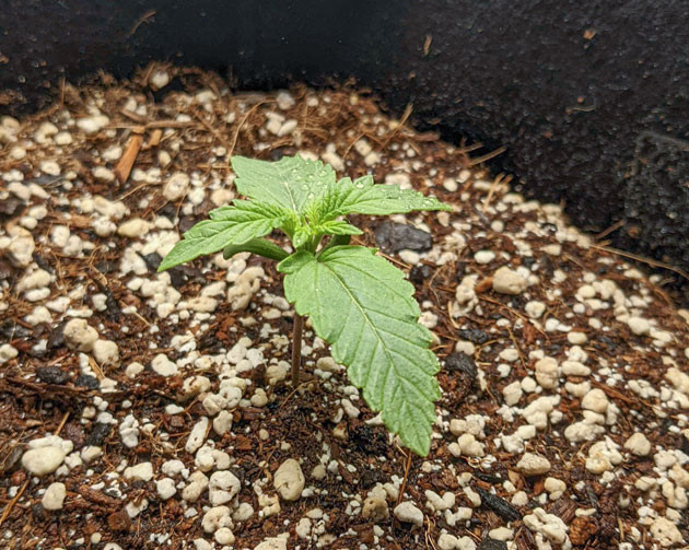 Сравнение роста растений Bruce Banner Auto