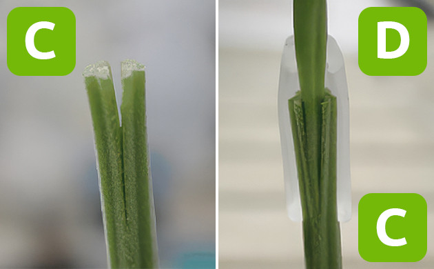 Соединение черенков и уход после прививки Завершение прививки и последующий уход