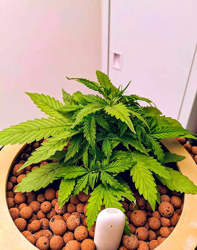 Выращивание куста Gorilla Glue Auto в кокосовом субстрате