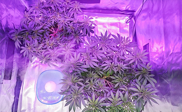 Кусты конопли в гроубоксе