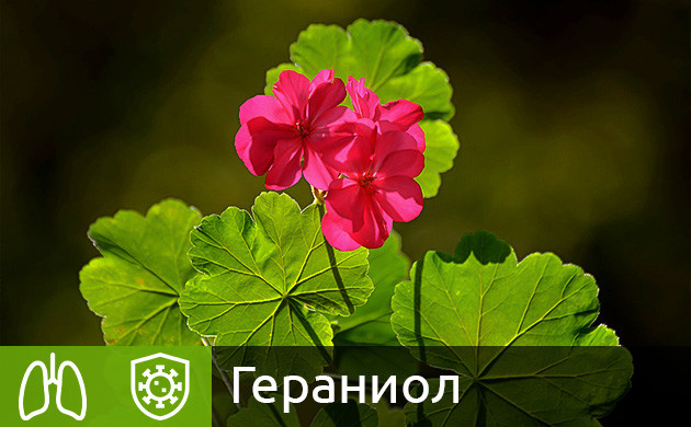 Терпен гераниол