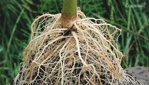 Корневая система конопли Корень конопли