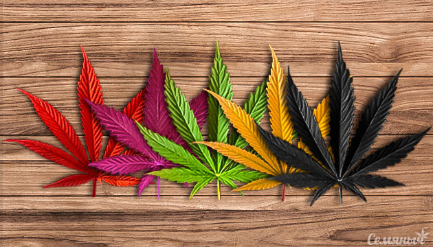 Разноцветные листья конопли
