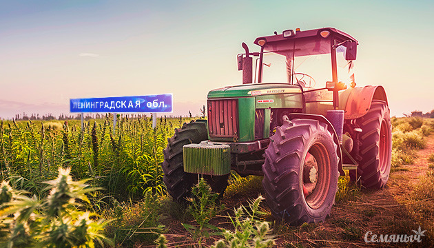 В Ленинградской области начнут выращивать техническую коноплю