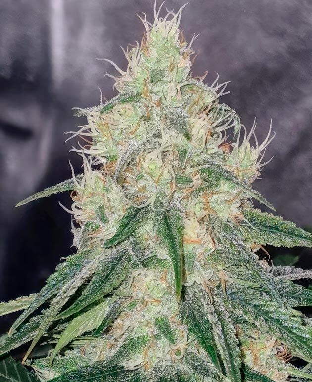 Tropicana Cookies FF fem от FastBuds