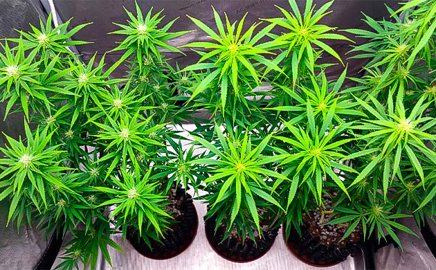 Куст Godzilla Original Glue GG#4 на 14-15 неделе выращивания