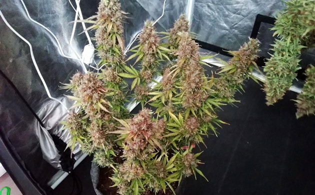 Фиолетовые соцветия конопли