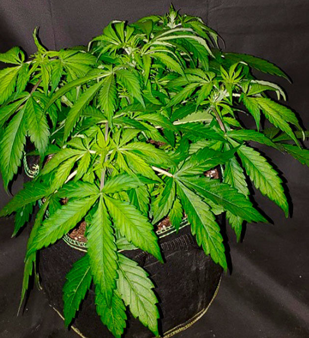 Растение ростом 35 см