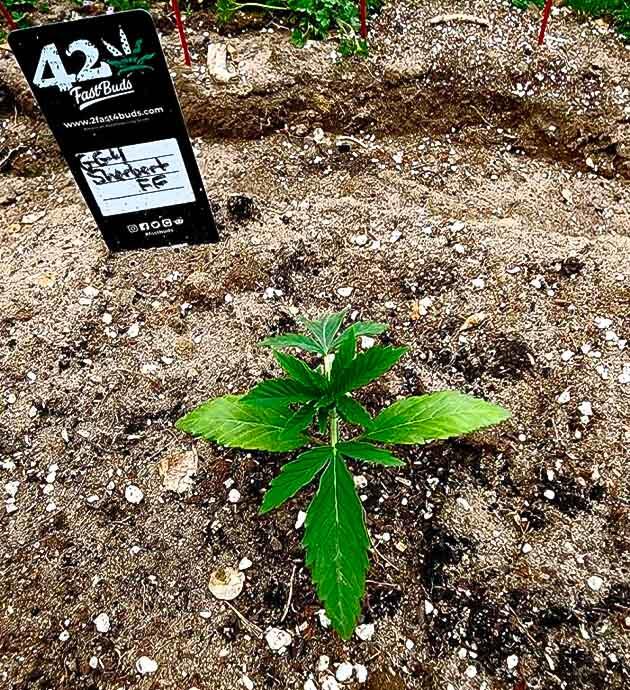 Уход за коноплей: компостный чай и ним Здоровая конопля с мелкими следами вредителей